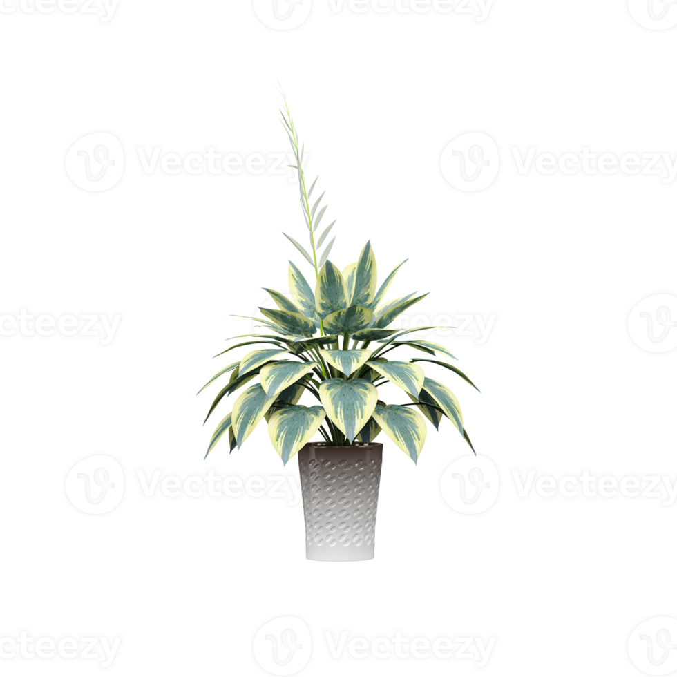 3D rendering of indoor plant transparent on Canvas png