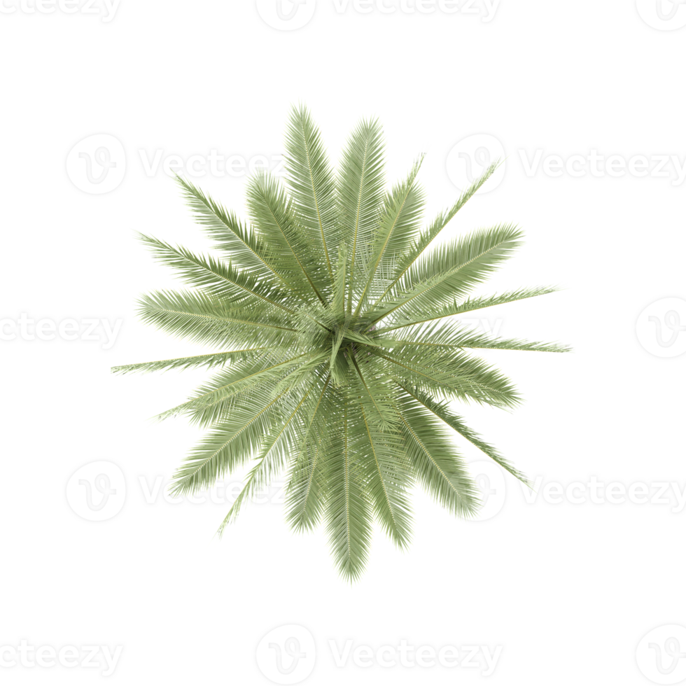3D rendering of Topview of Date palm tree in transparent Canvas png