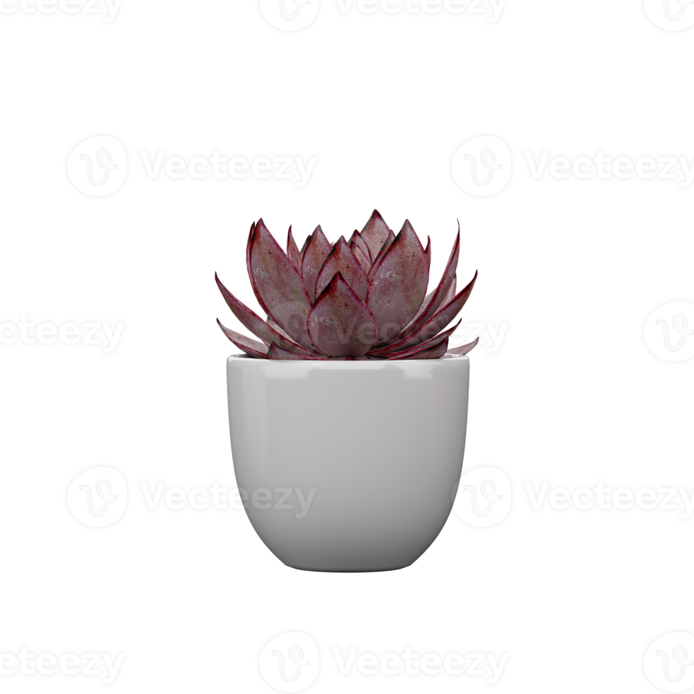 3d illustration of potted stone lotus plant isolated on transparent Canvas png