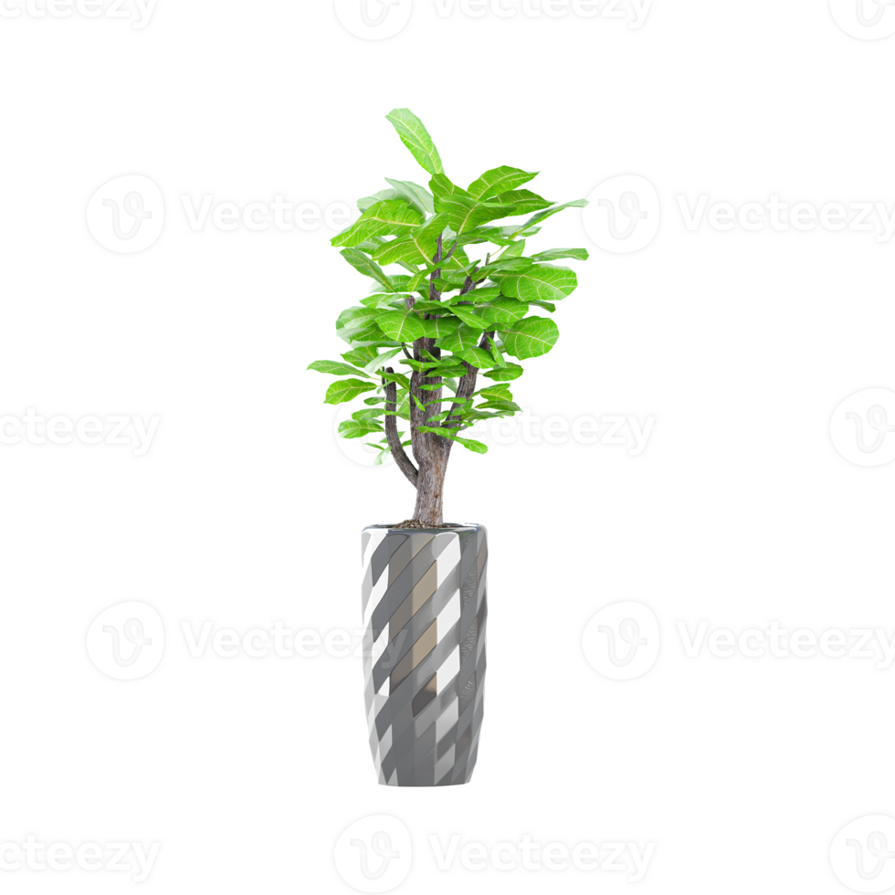 3d Rendering Of Bonsai plant With Transparent Canvas png