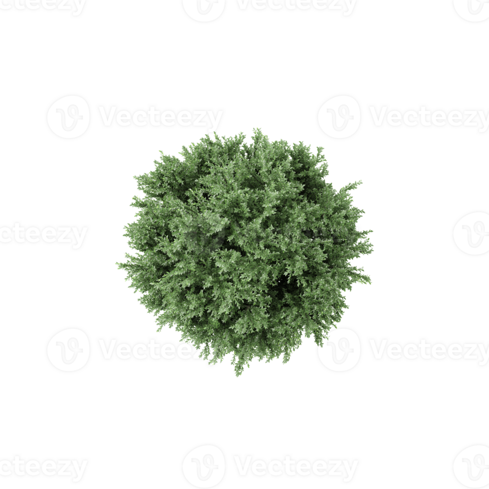 3D rendering of Topview of Common juniper tree in transparent Canvas png