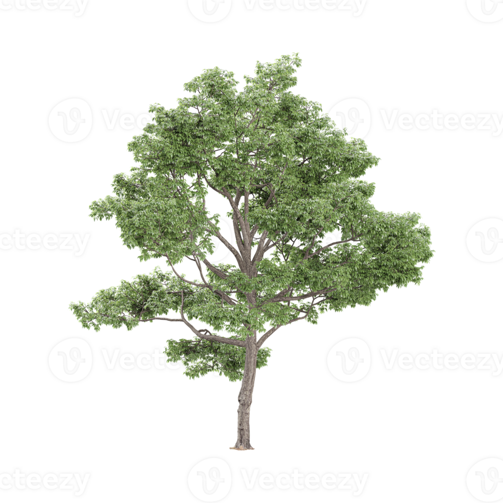 3d rendering of Cottonwood plant isolated on transparent Canvas png