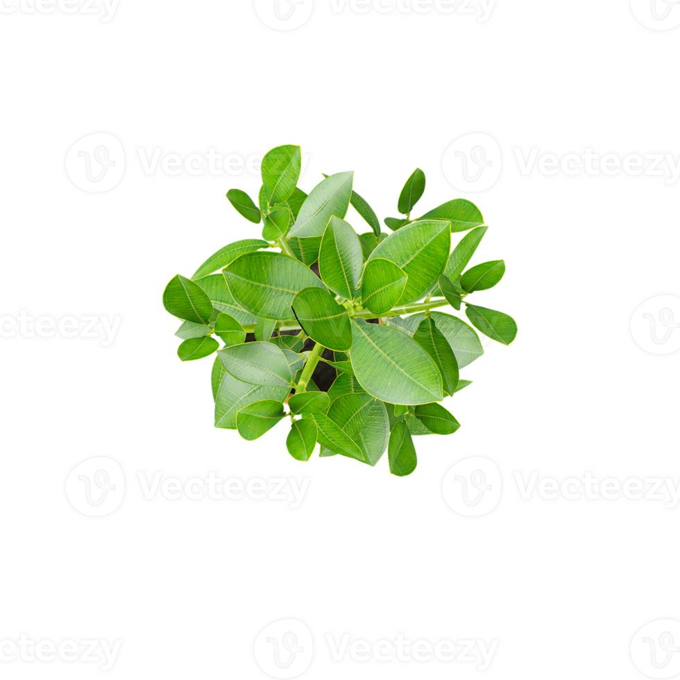 3d Rendering Of Bonsai plant With Transparent Canvas from top view png