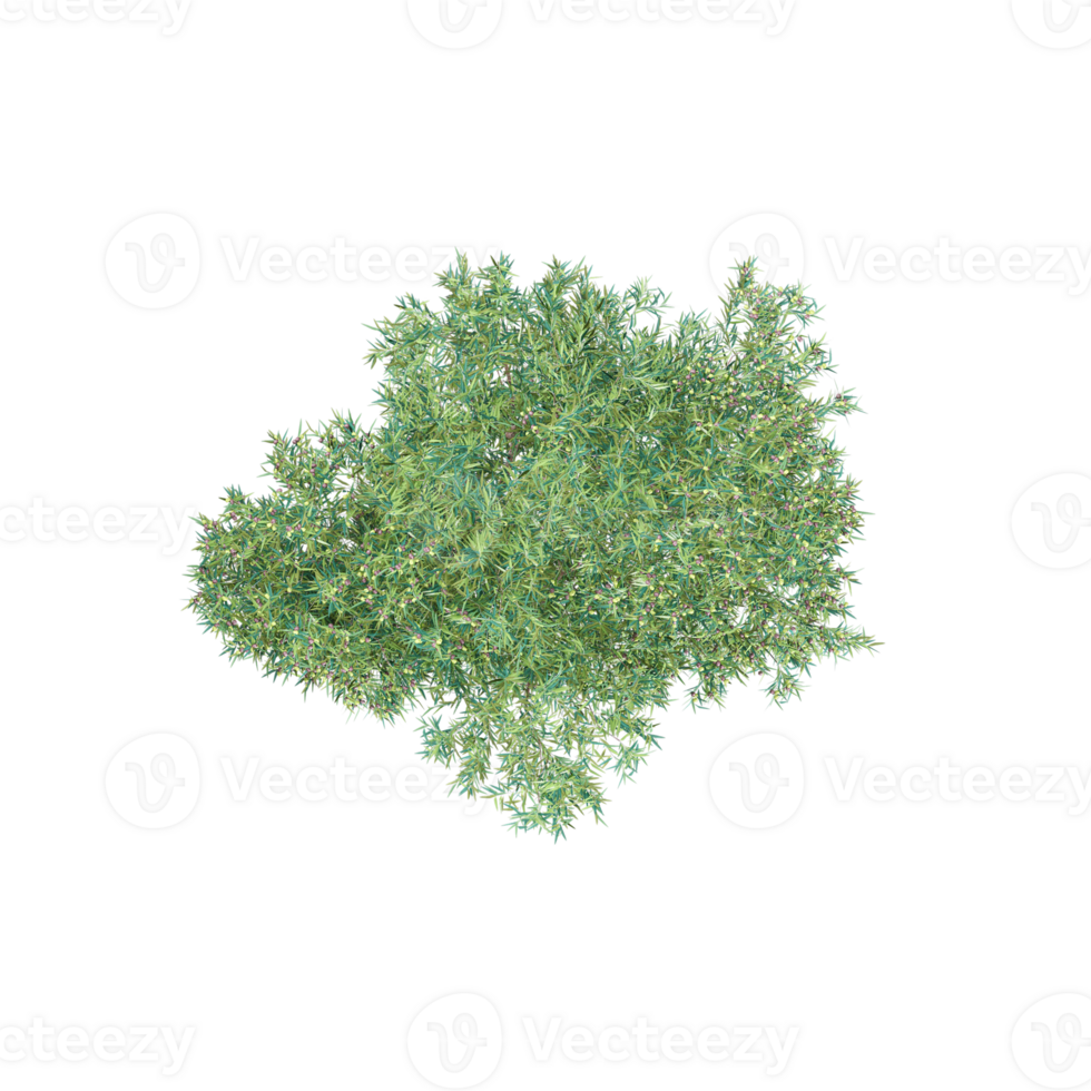collection of Juniperus oxycedrus plant isolated on transparent Canvas from top view png