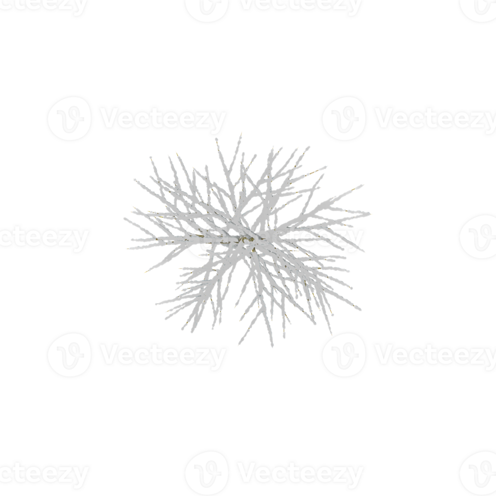 Dry Trees Covered in Snows with transparent canvas from the top view png