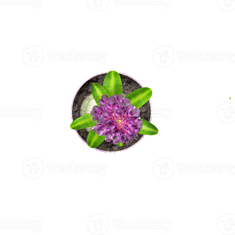 Hyacinth Plant in pot isolated on transparent Canvas from top view png