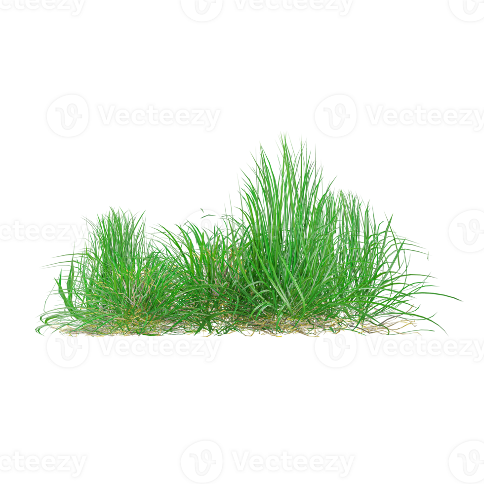 Isolated Desmostachya bipinnata grass on a transparent Canvas png