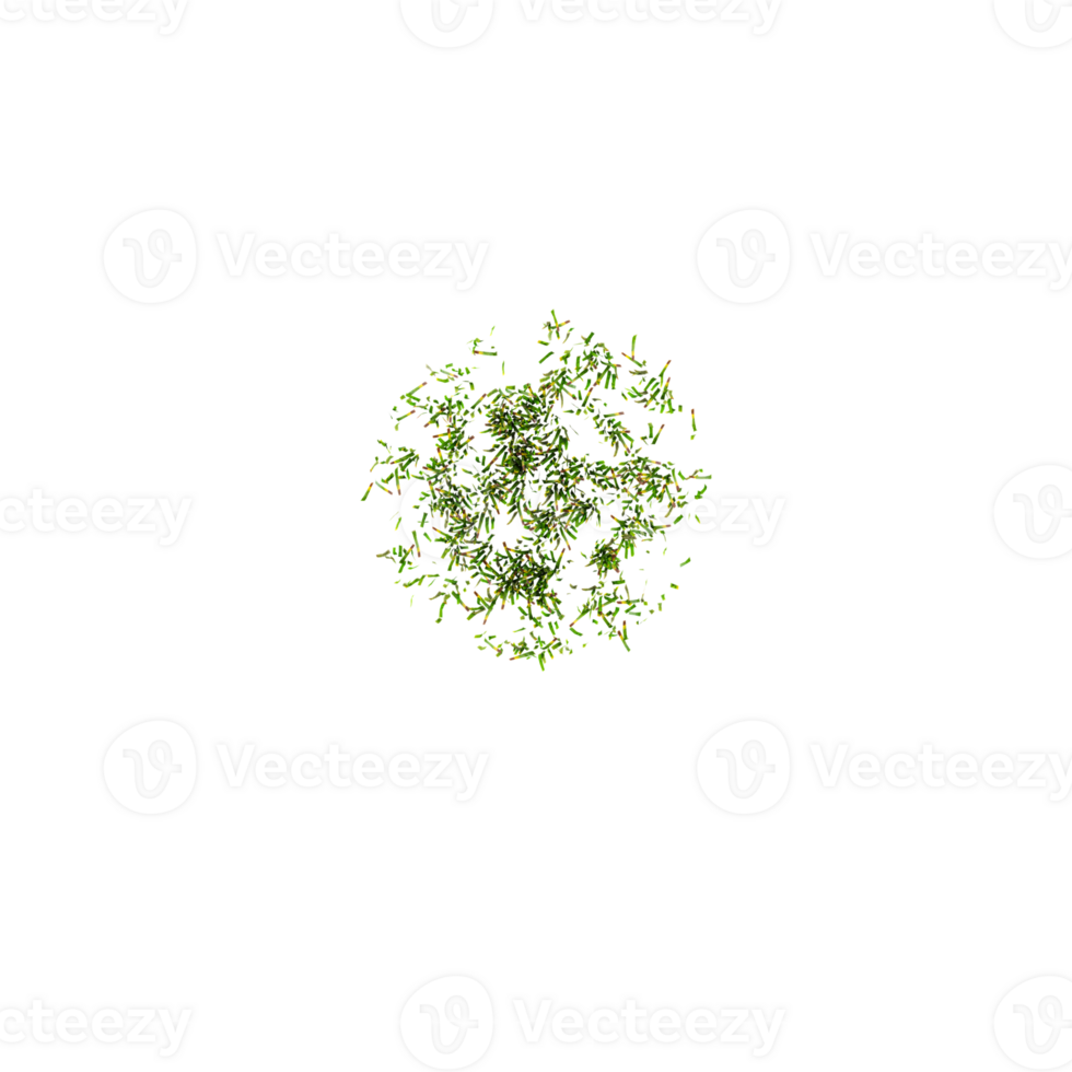 Isolated green grass on a transparent Canvas from the top view png