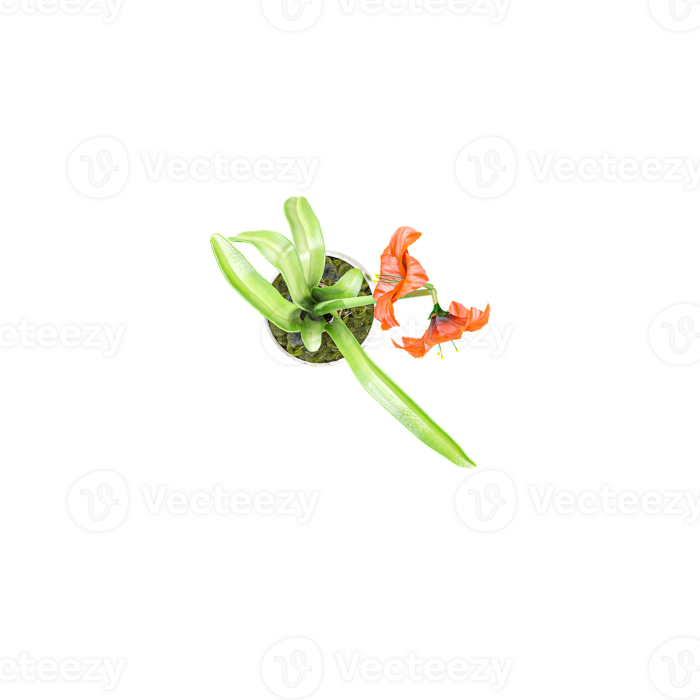 3d rendering of Gladiolus flowers plants in pots isolated on Canvas from top view png