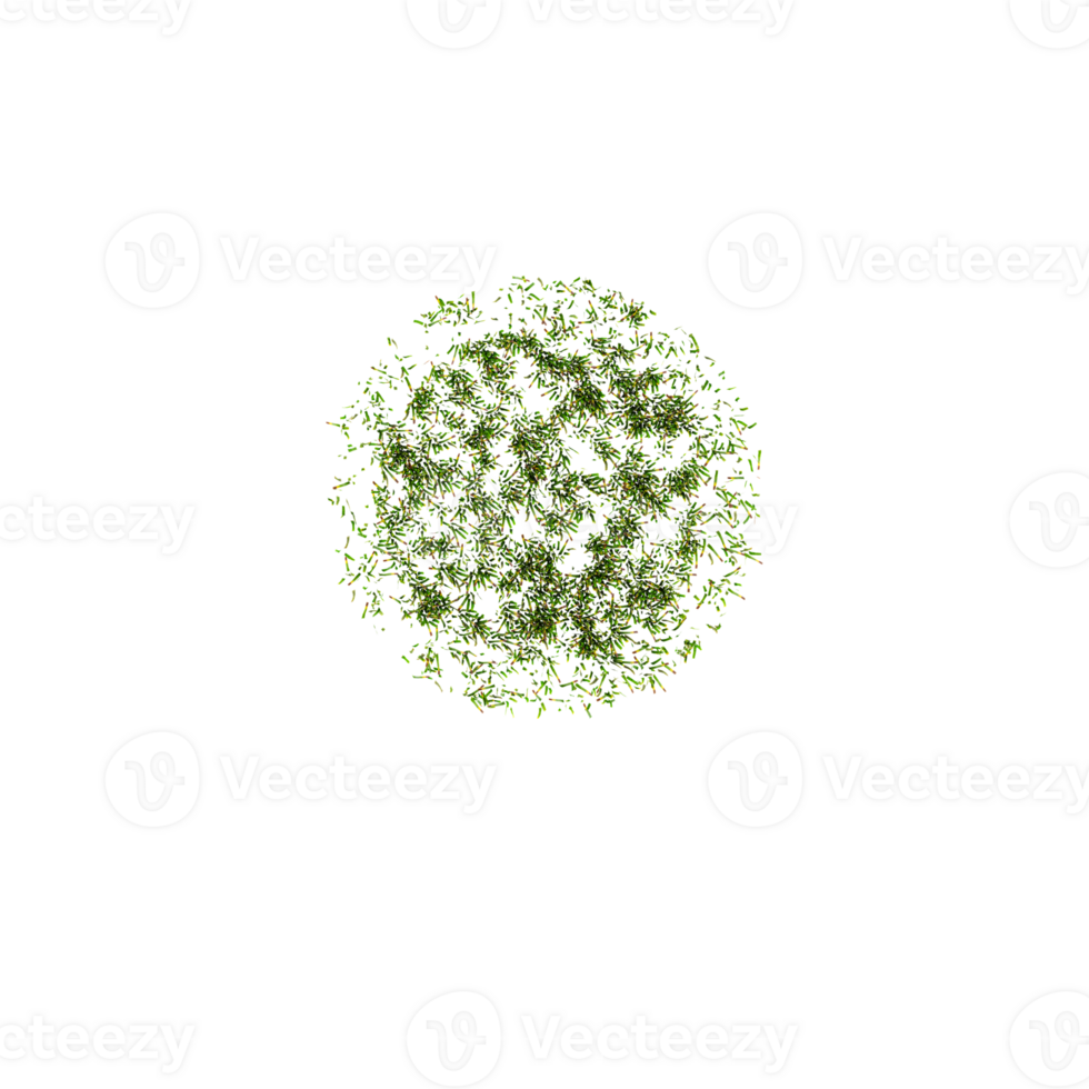 Green grass isolated on Canvas from the top view png