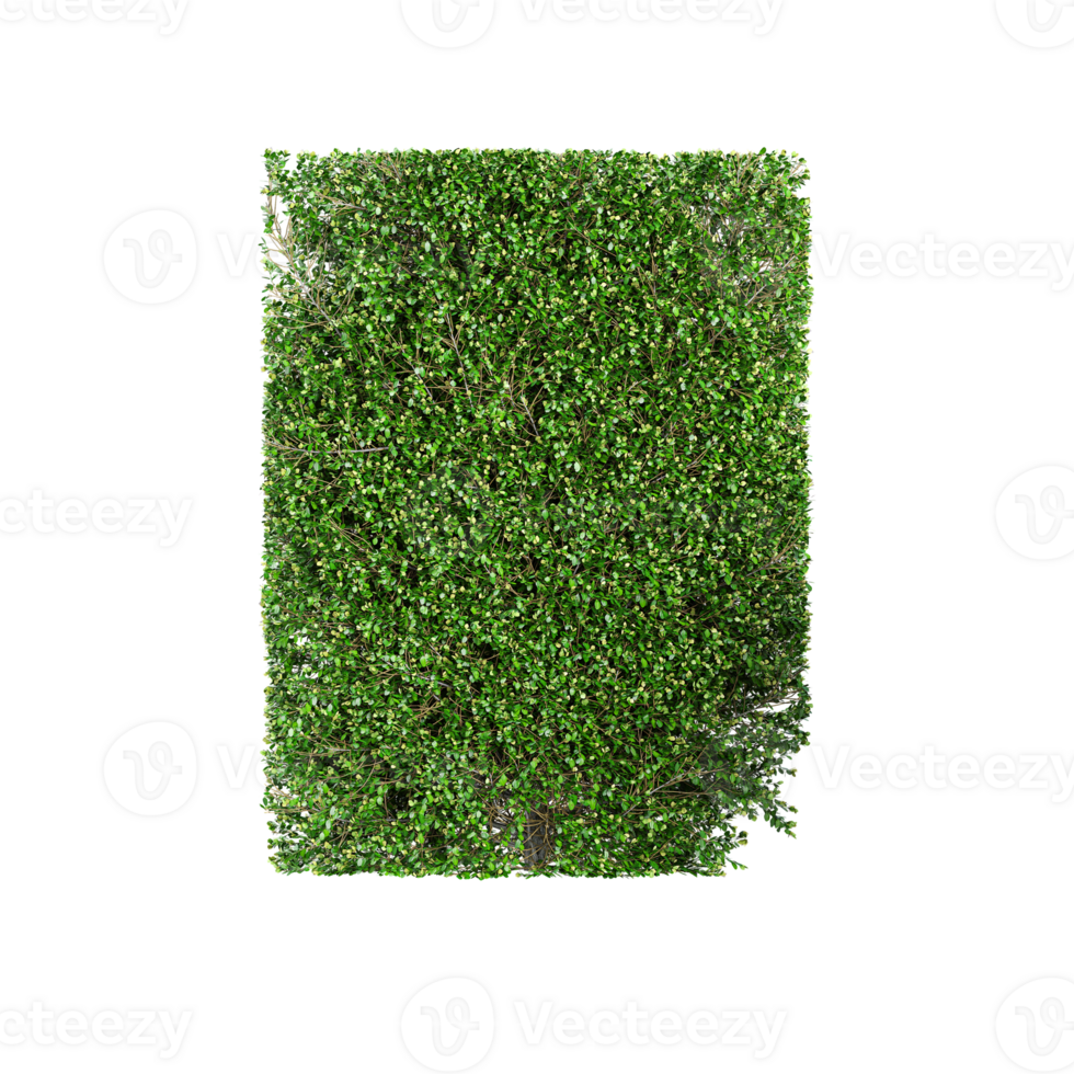 3d rendering of Artificial boxwood plant isolated on Canvas png