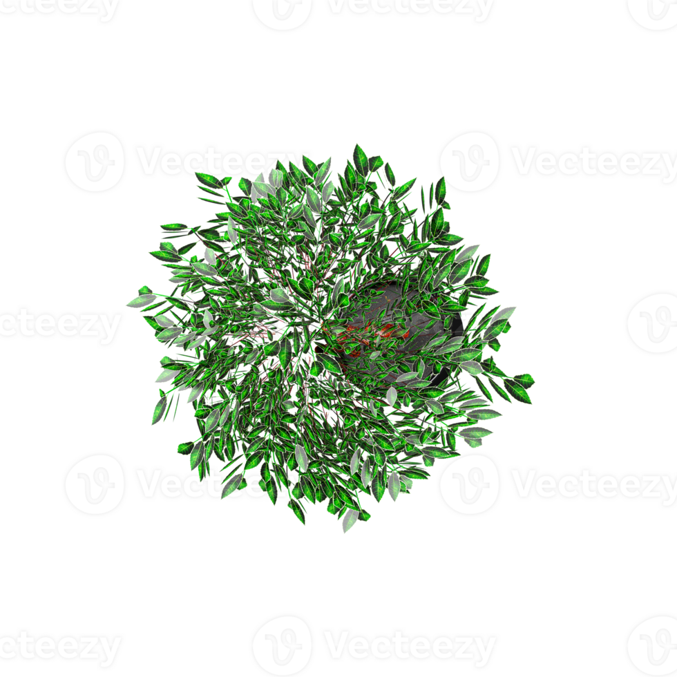 3D rendering of Topview of Weeping fig tree in transparent Canvas png