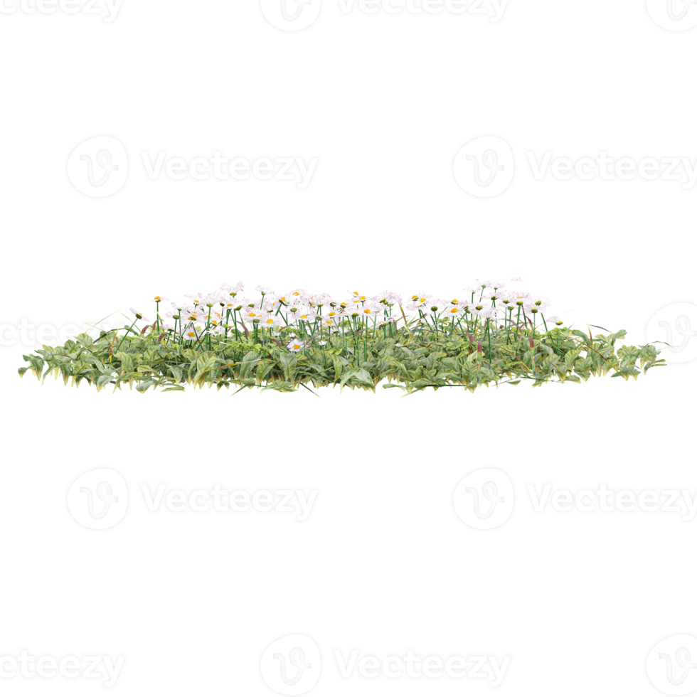 grass with flowers isolated on transparent Canvas png