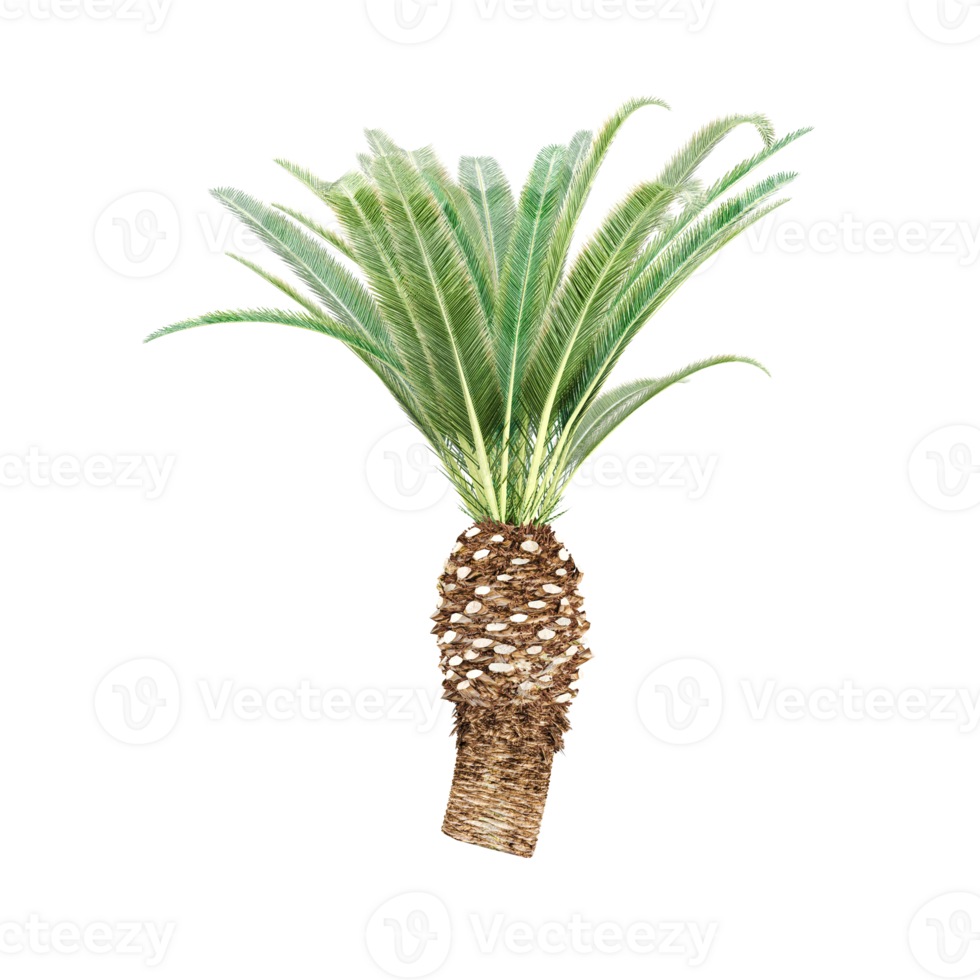 Green Canary Island date palm plant isolated isolated Canvas png