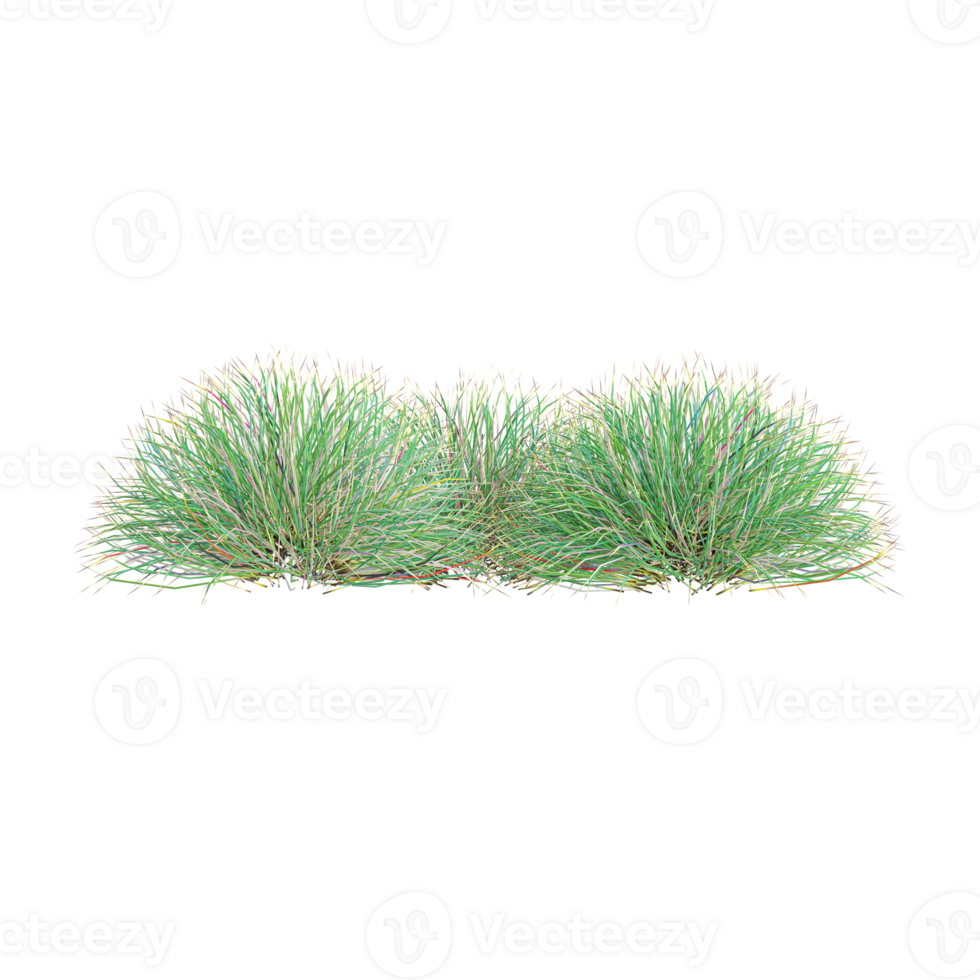 Fresh Eleocharis grass isolated on transparent Canvas png