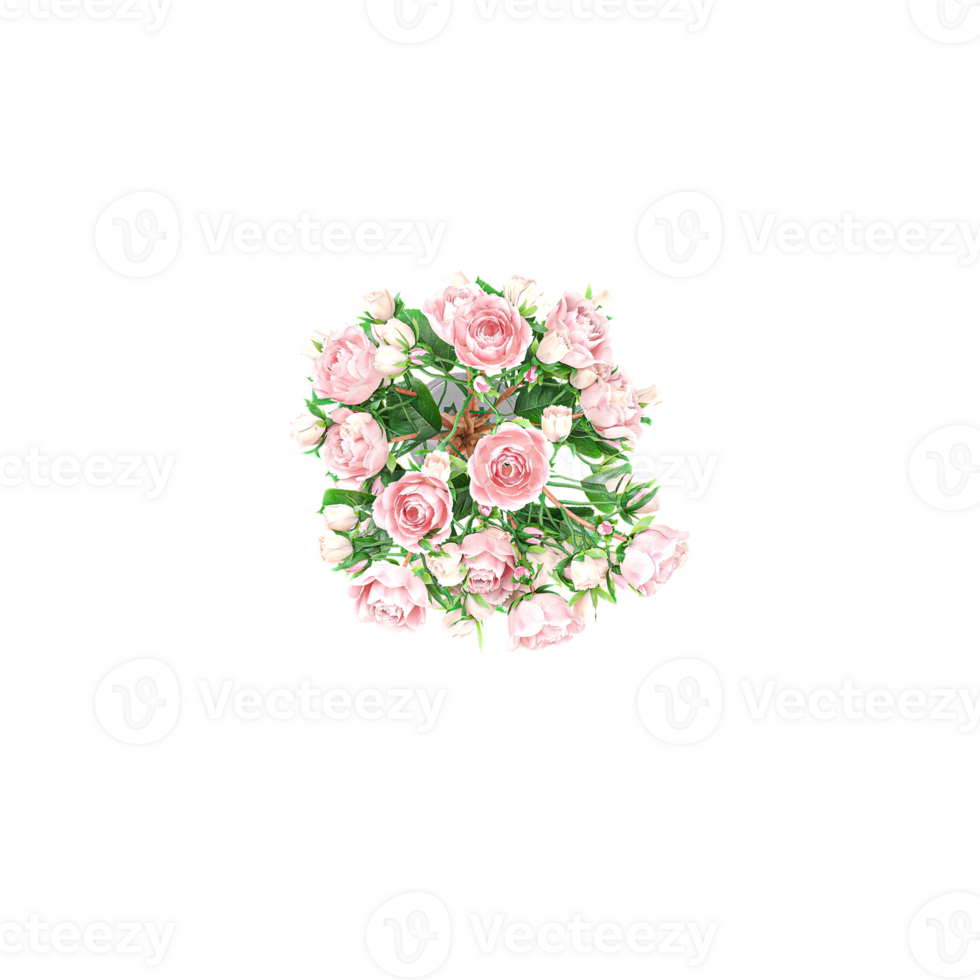 Top view of Carnation flowers planted in the pot isolated on Canvas png