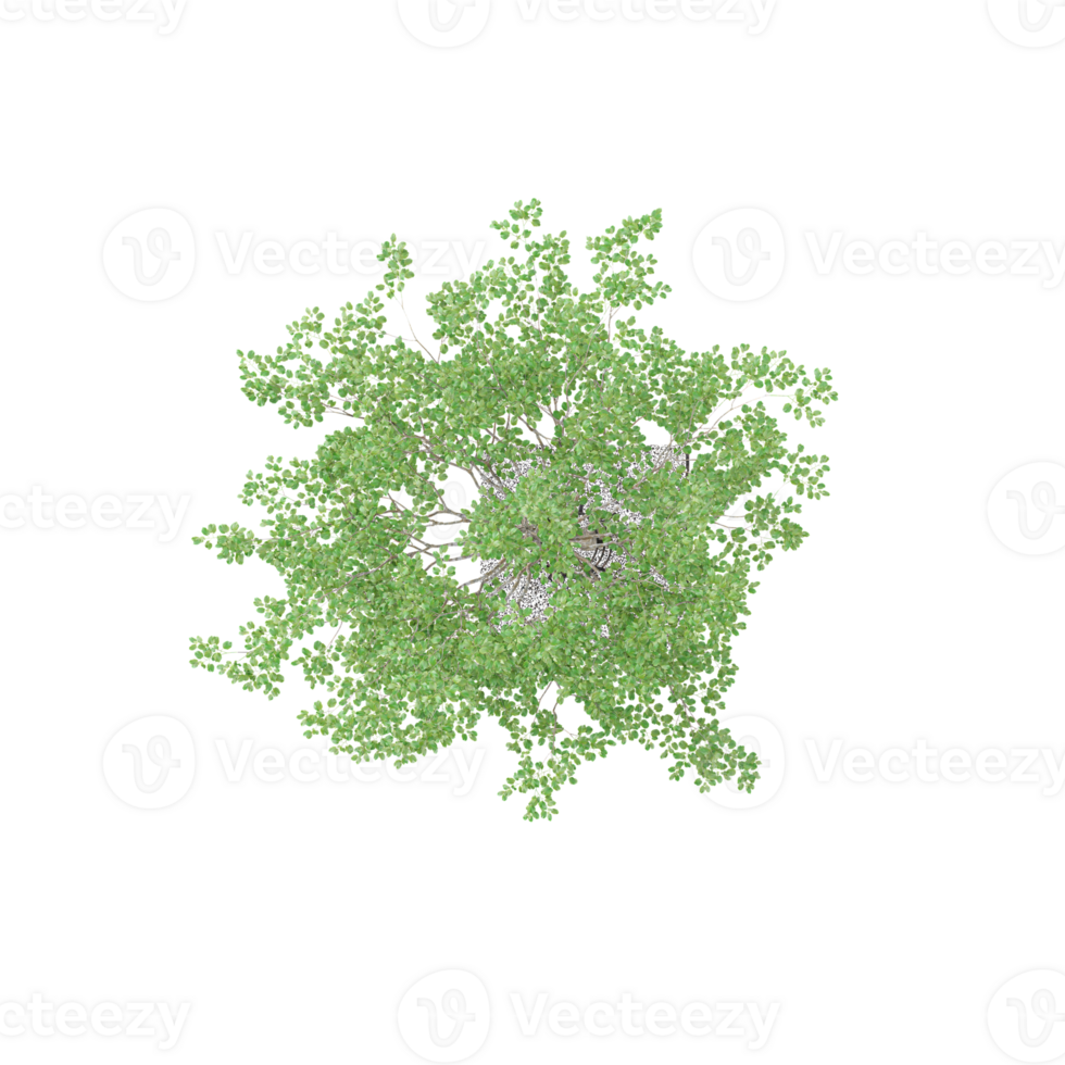 3d Rendering Of Willow Tree With Transparent Canvas from the top view png