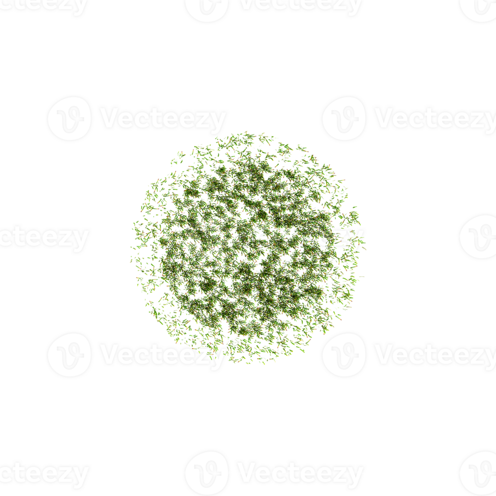 Green Grass Border isolated on transparent Canvas from the top view png
