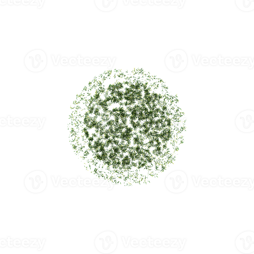 Fresh green grass isolated on transparent Canvas from the top view png