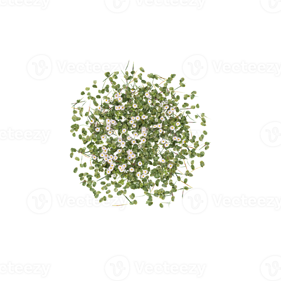 grass with flowers isolated on transparent Canvas from the top view png