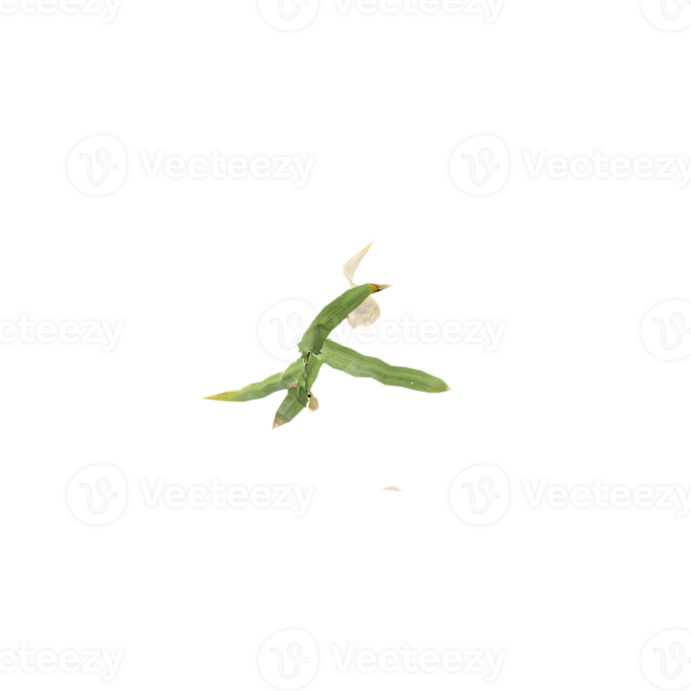 Beautiful Plant isolated on transparent Canvas from top view png