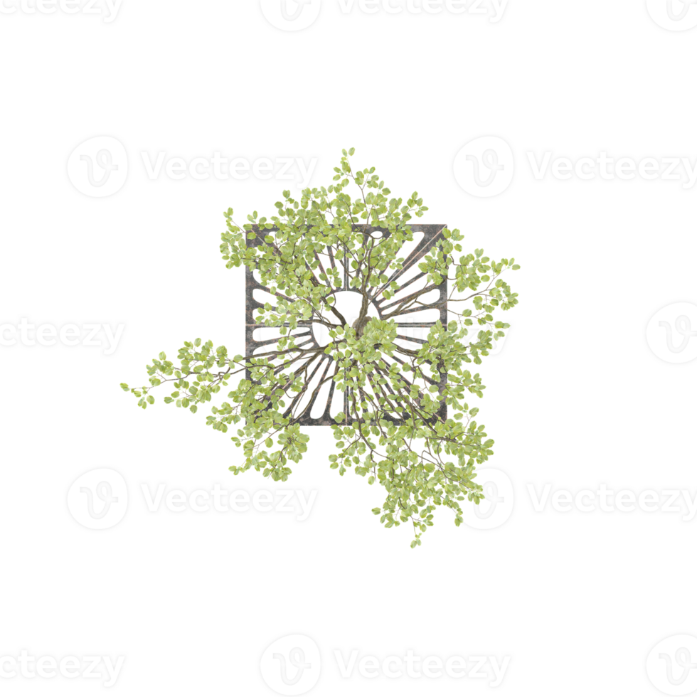 3d Rendering Of Himalayan Birch Tree With Transparent Canvas from the top view png