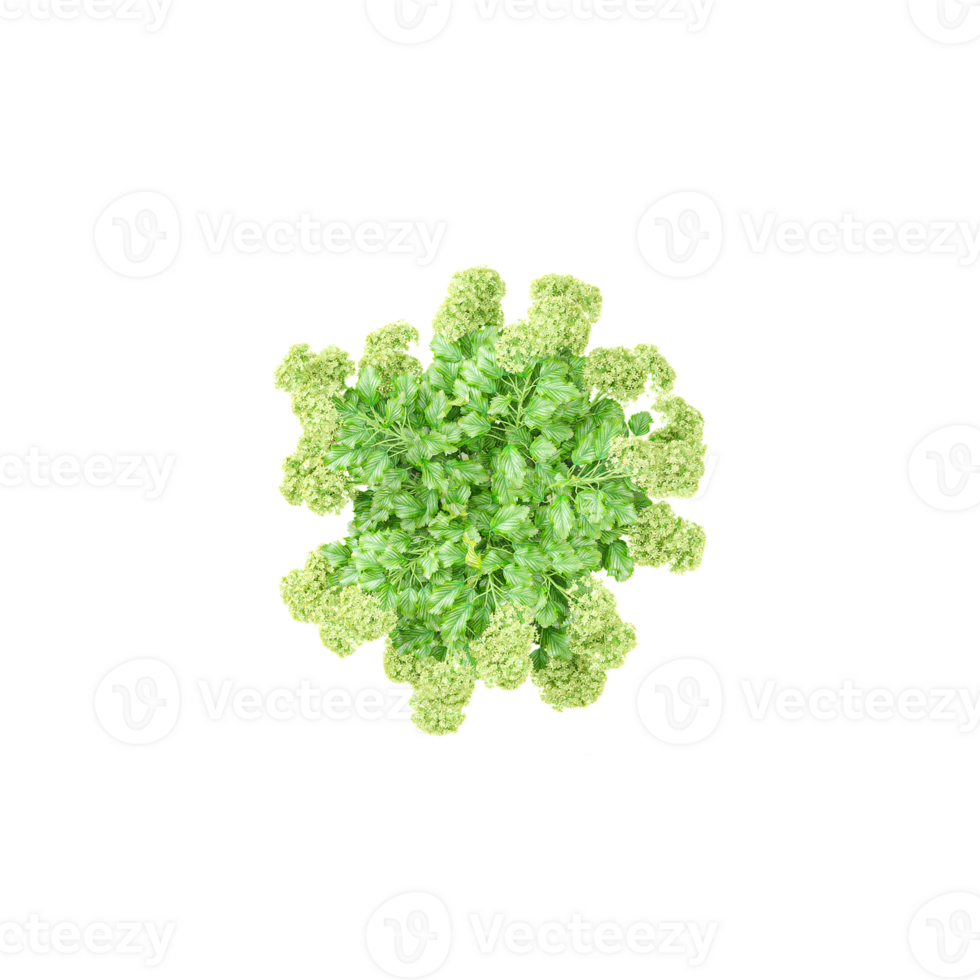 3D rendering of Topview of Lady's mantles tree in transparent Canvas png