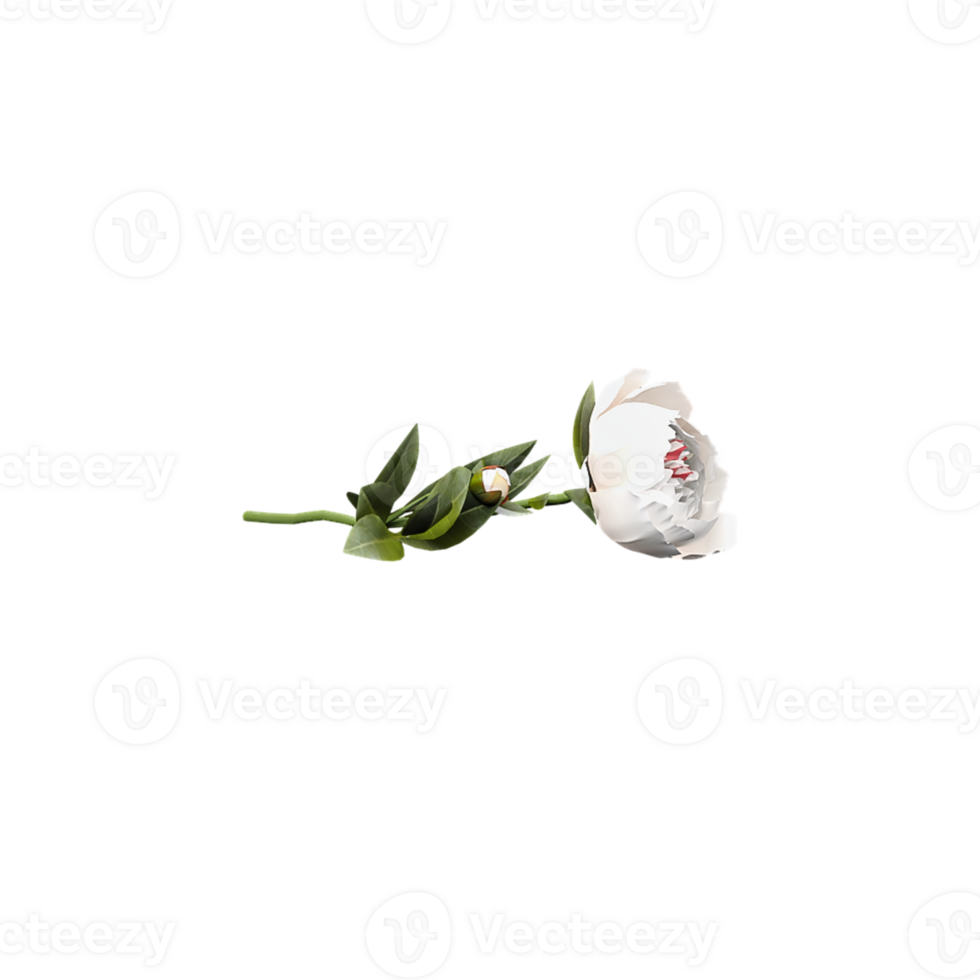 3d rendering of peony flowers plant isolated on Canvas png