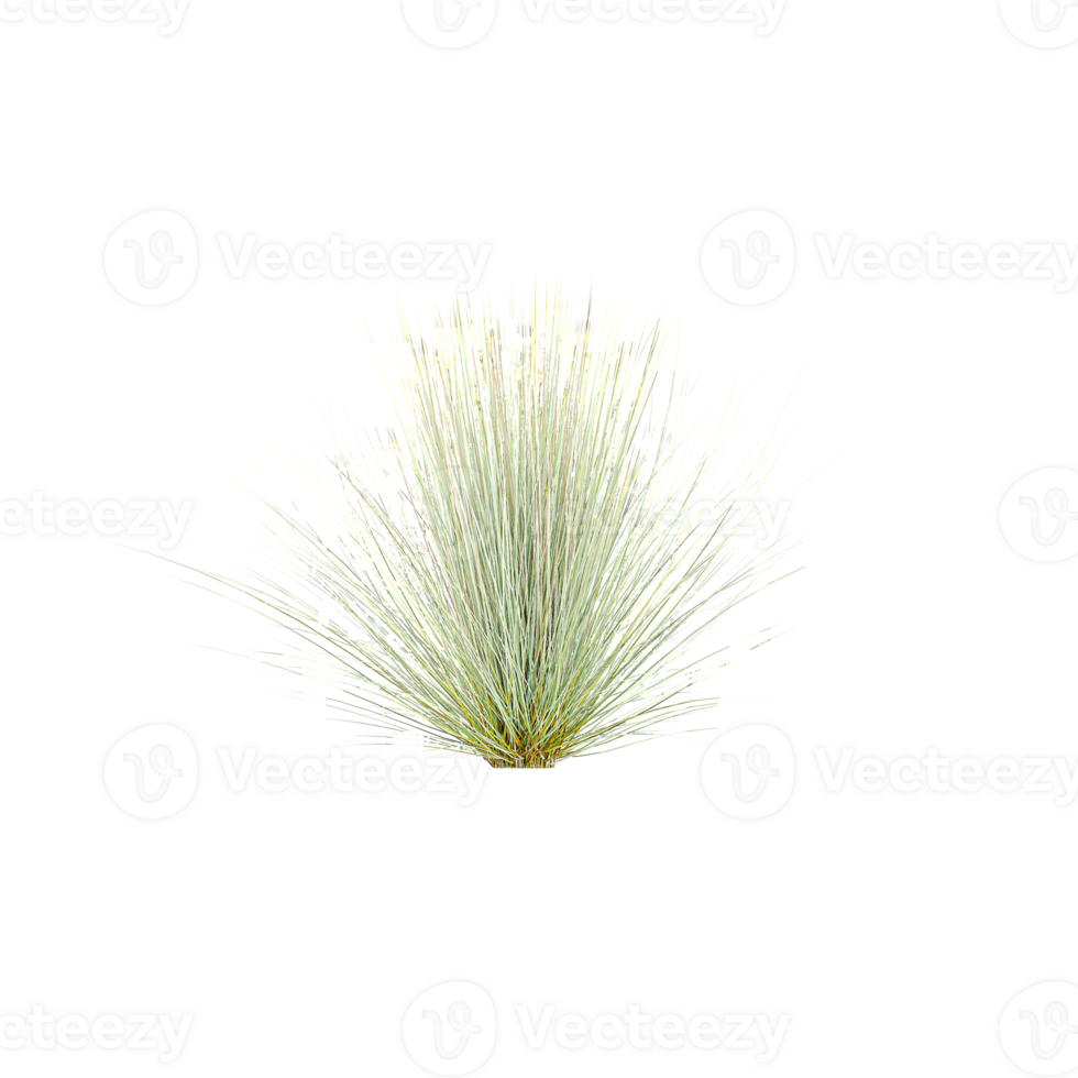 Juncus grass on isolated Canvas png
