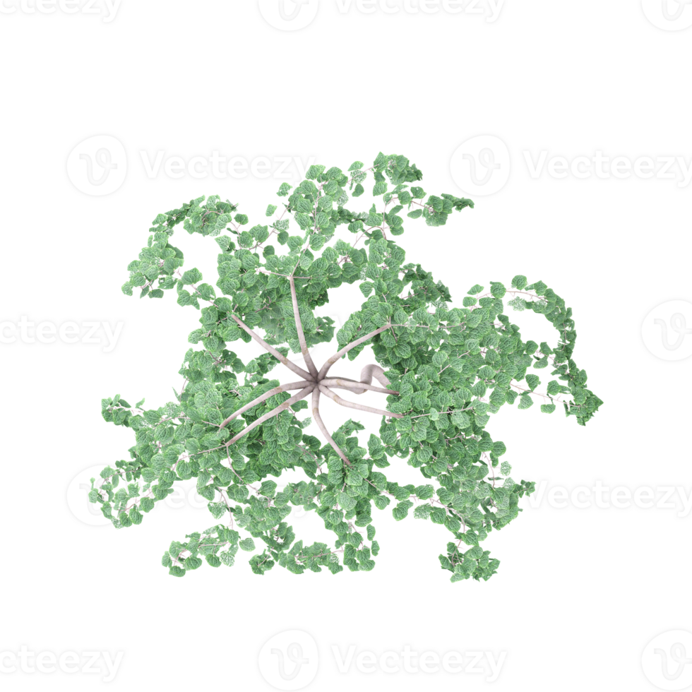 3D rendering of Topview of Clover tree in transparent Canvas png