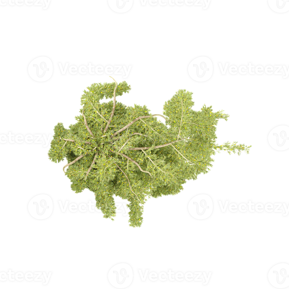 Top view of Hinoki cypress Plant isolated on transparent Canvas png