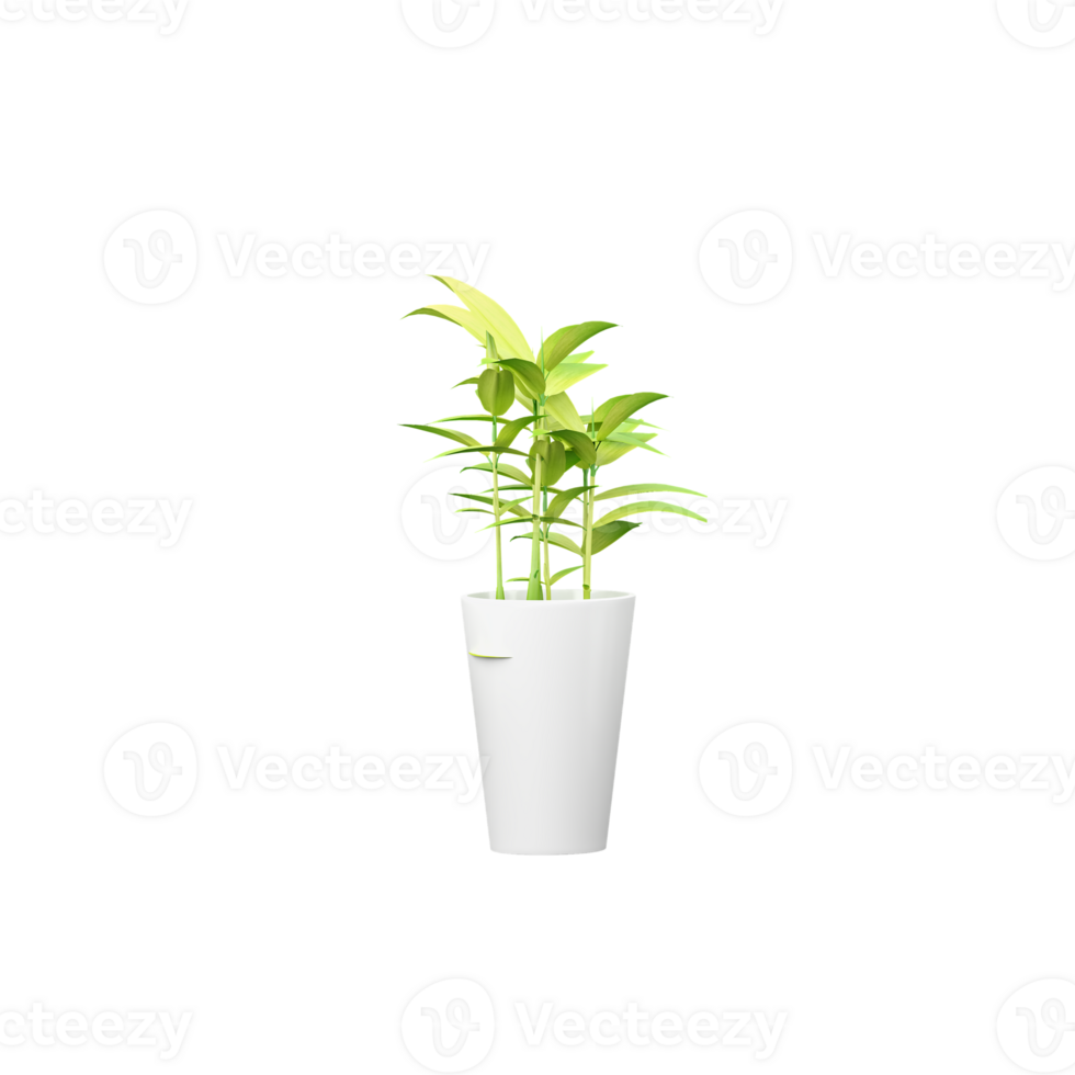 home decoraction plant in pot isolated on transparent Canvas png