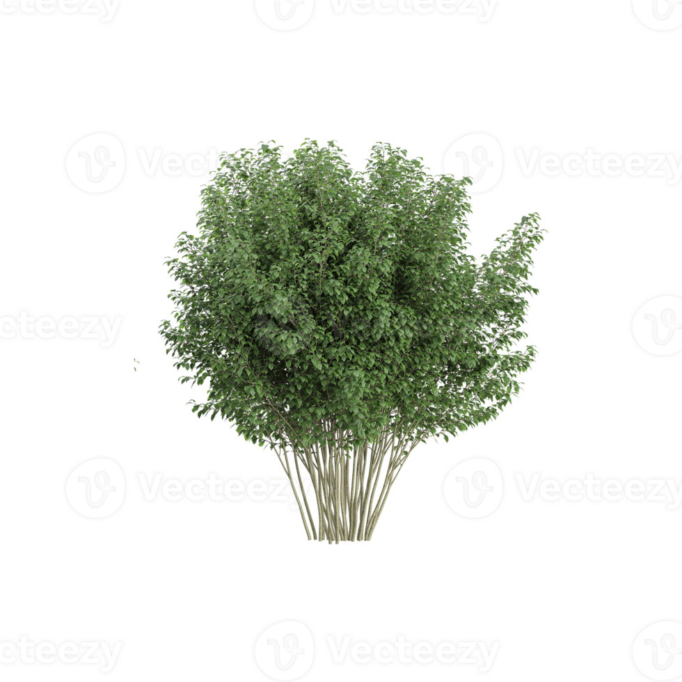 3d rendering of bushes isolated on transparent Canvas png