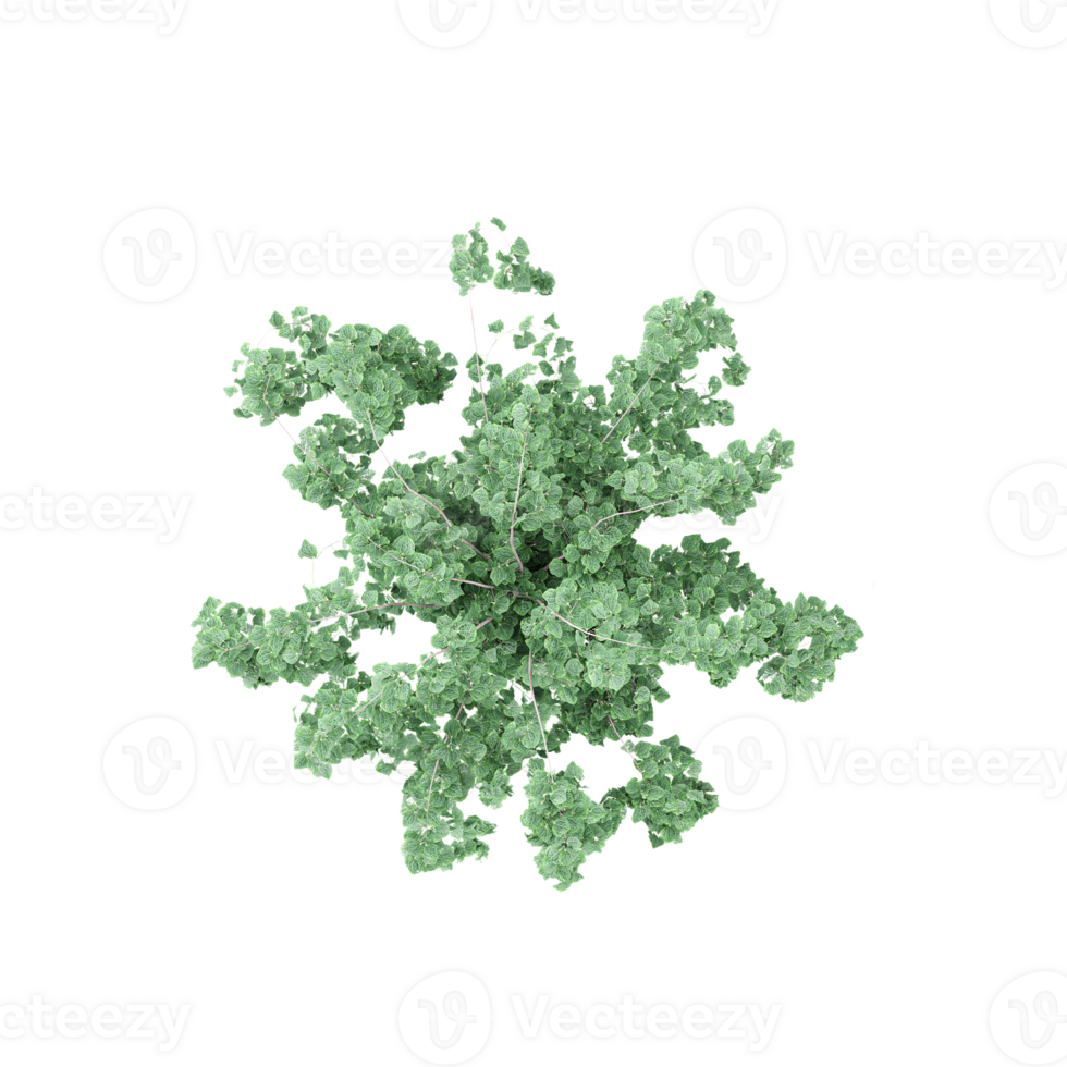 set of Clover plant isolated on transparent Canvas from the top view png
