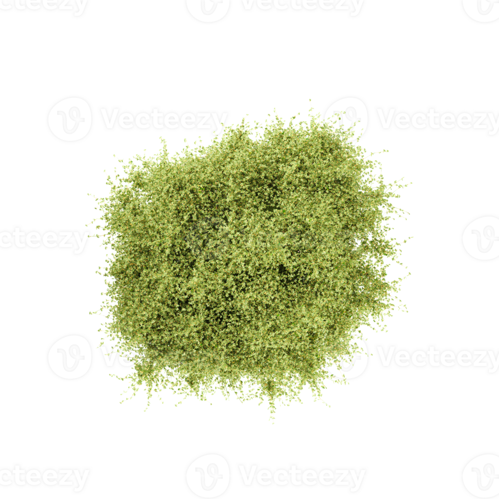 collection of palm Plant with realistic style from top view png