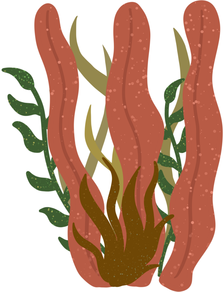 colorful group of seaweed png