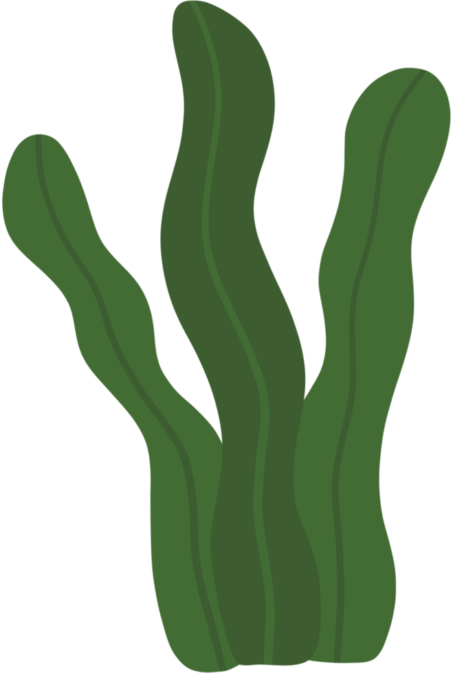 seaweed leaf, underwater plant png