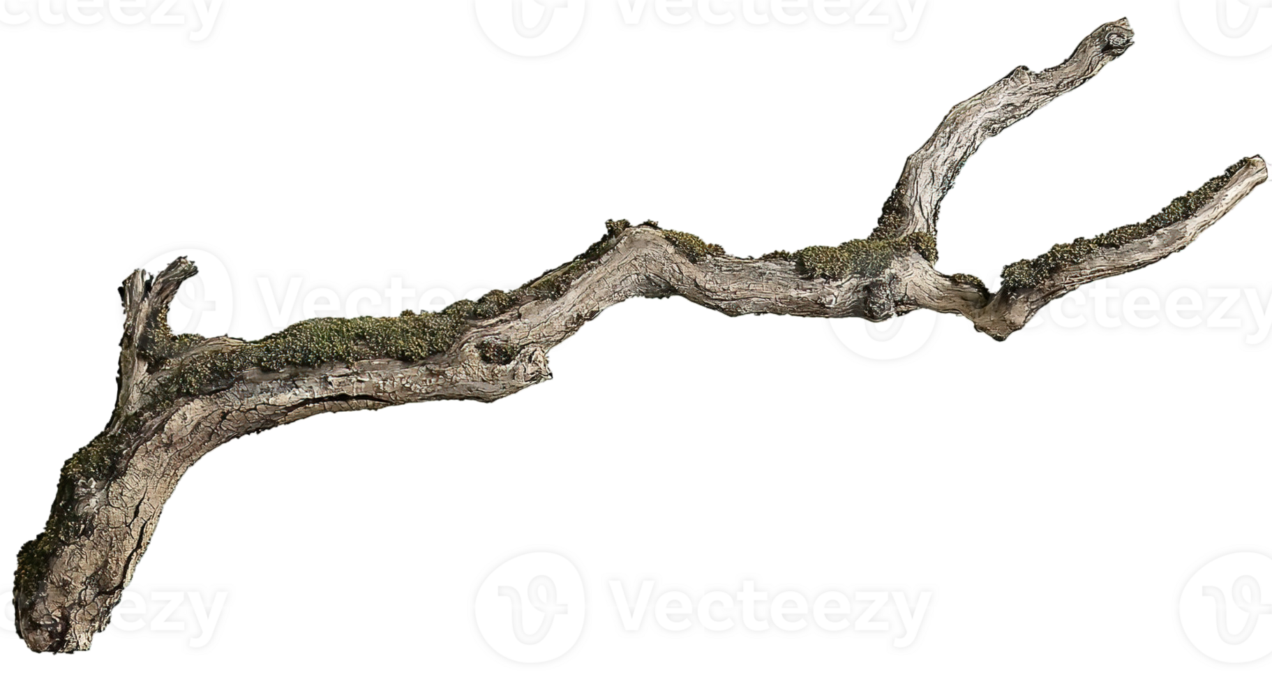 Mossy Oak Tree Branch on a Transparent Background png