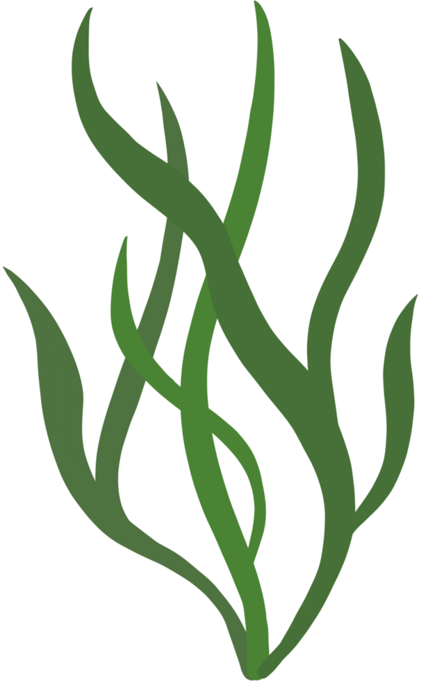 Beautiful Green seaweed for decoration png