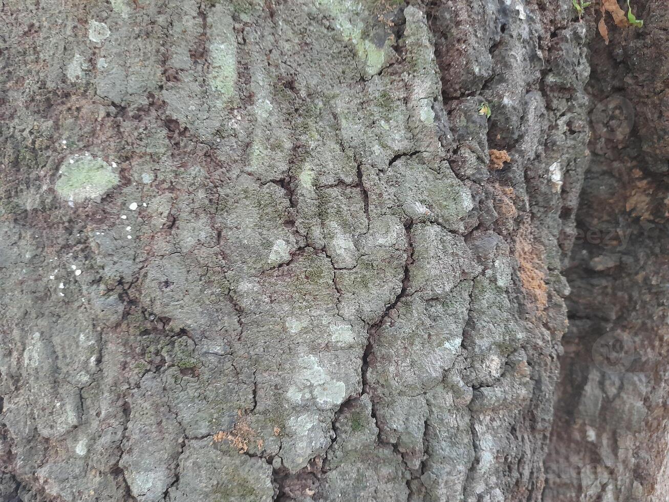 Art photo of rough surface texture of mango tree