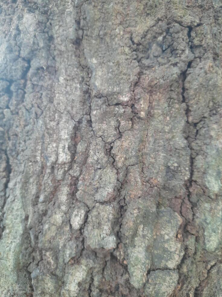 Art photo of rough surface texture of mango tree