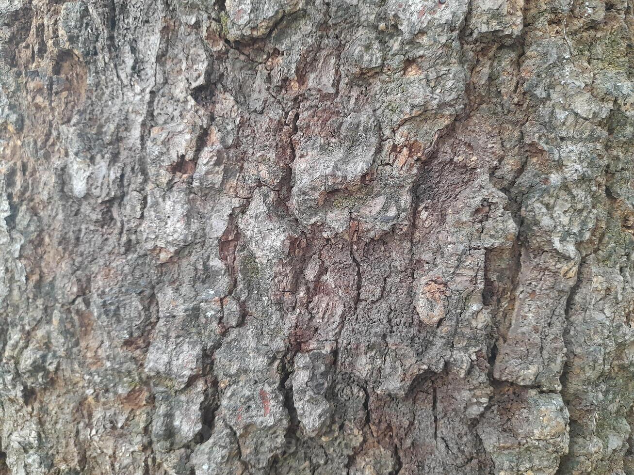 Art photo of rough surface texture of mango tree