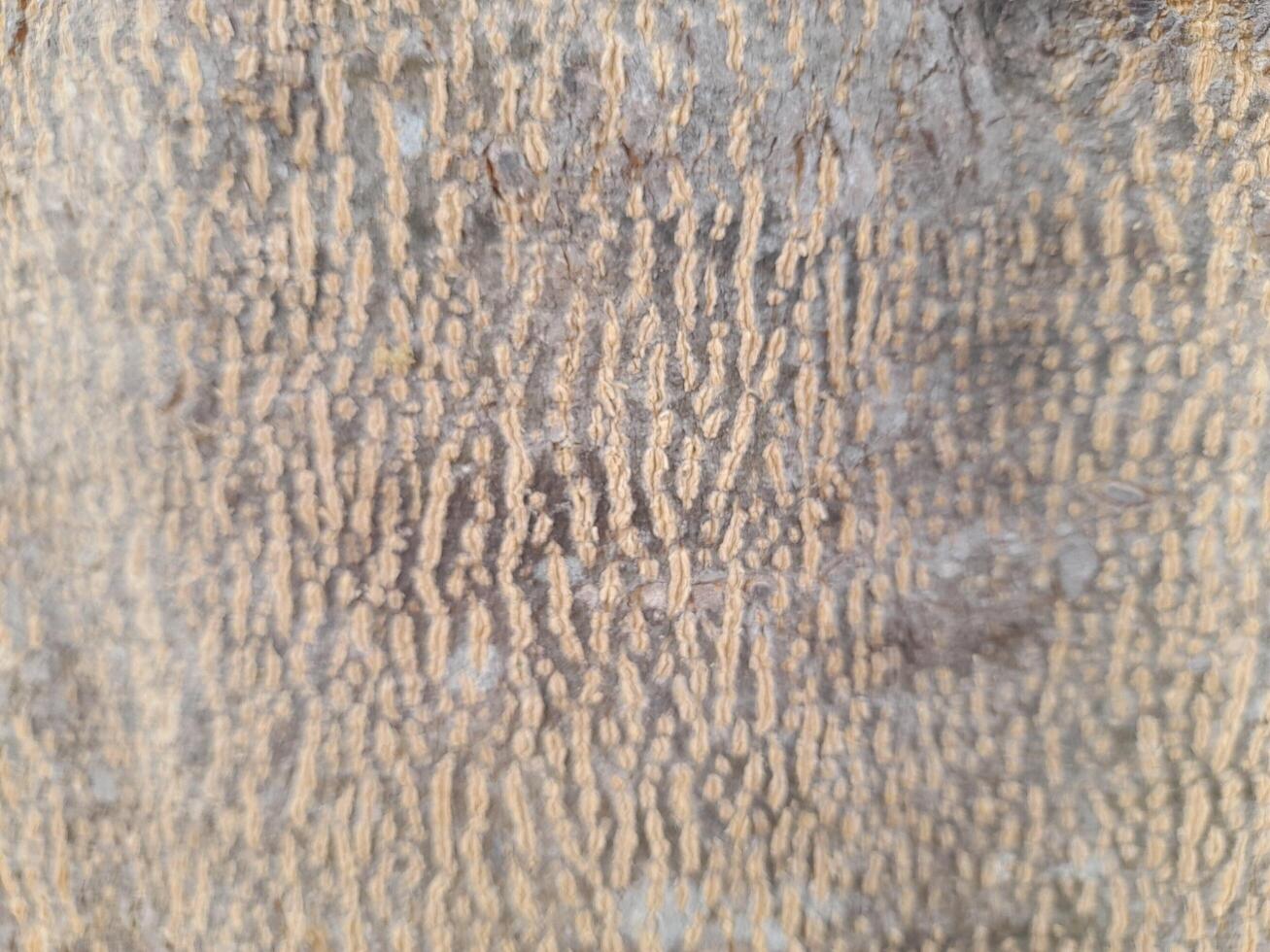 Background texture of bark of a tree close up photo