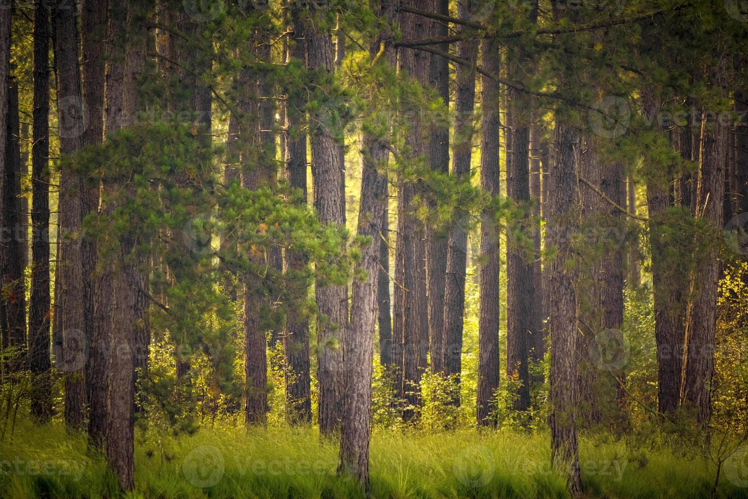 dense forest filled with tall pine trees photo