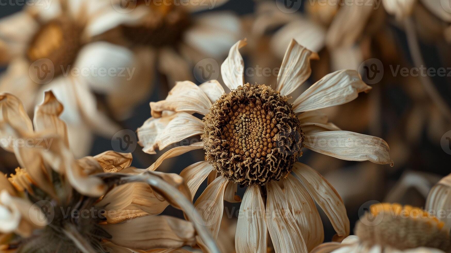 Dried flower daisies pattern which has withered or lacks water botanical background photo