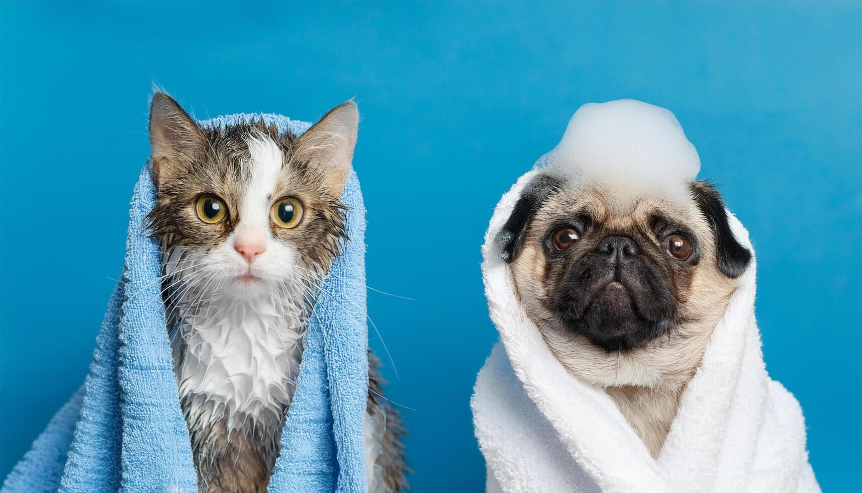 Funny wet puppy of the pug breed dog and fluffy cat after bath wrapped in towel with soap foam on dog head isolated on blue background. photo