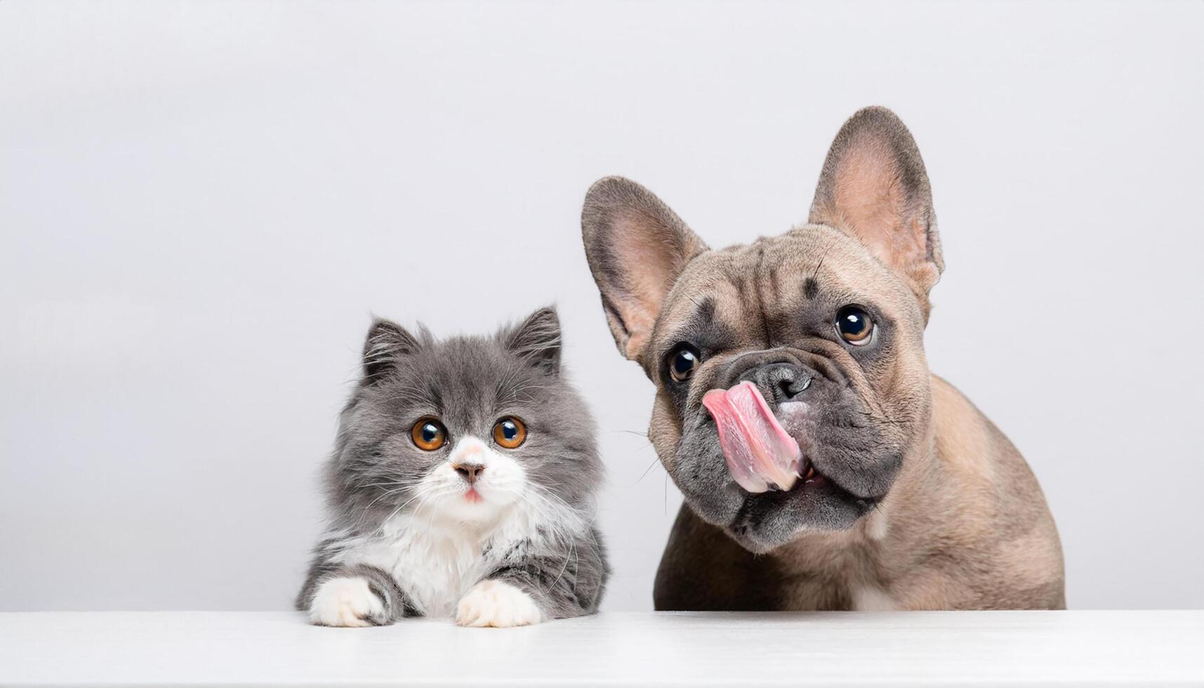 Longhair gray kitten with beautiful big eyes and French Bulldog breed licking lips with long tongue out on white table, Free space for text isolated on white background. photo