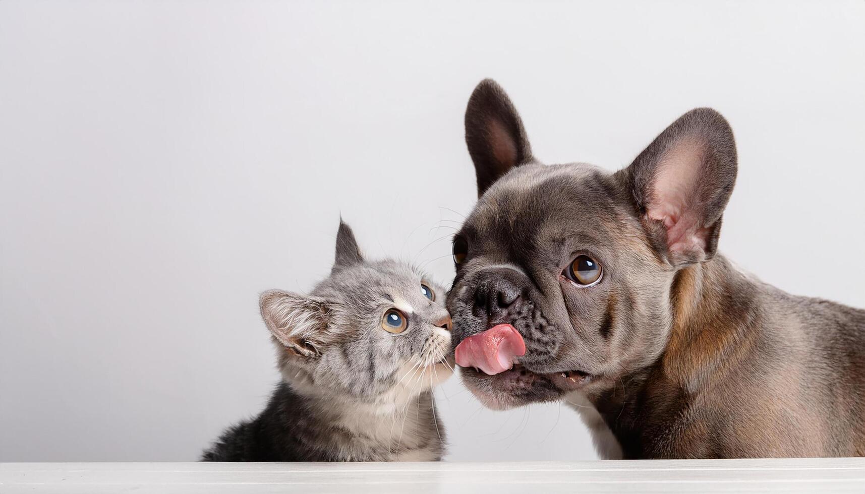 Longhair gray kitten kissing French Bulldog breed while licking lips with long tongue out on white table, Free space for text isolated on white background. photo