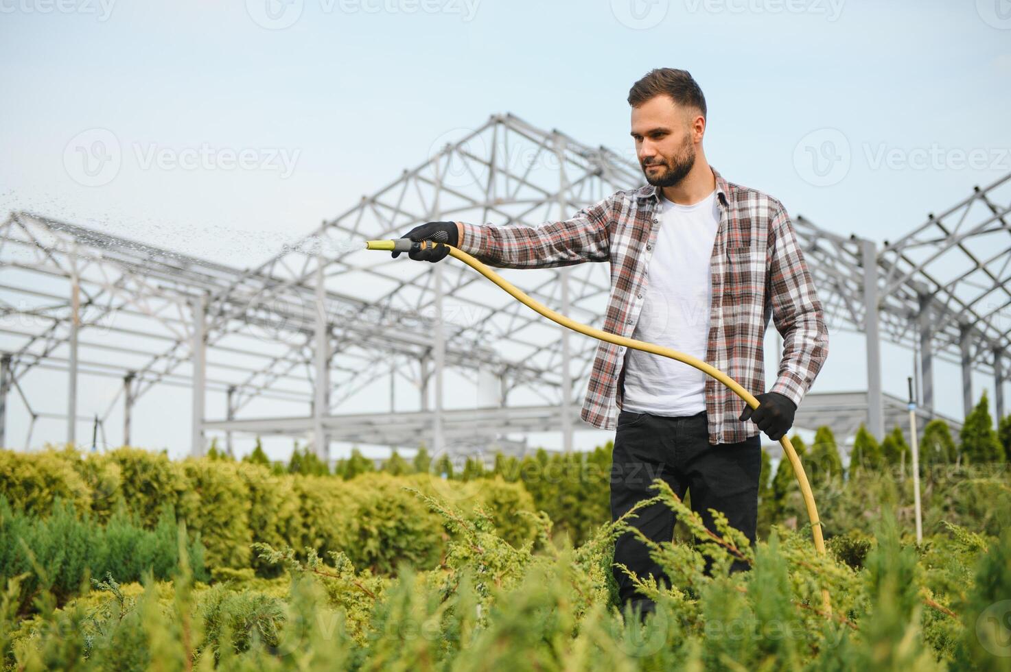 Young male gardener watering plants with a shower head and hose photo