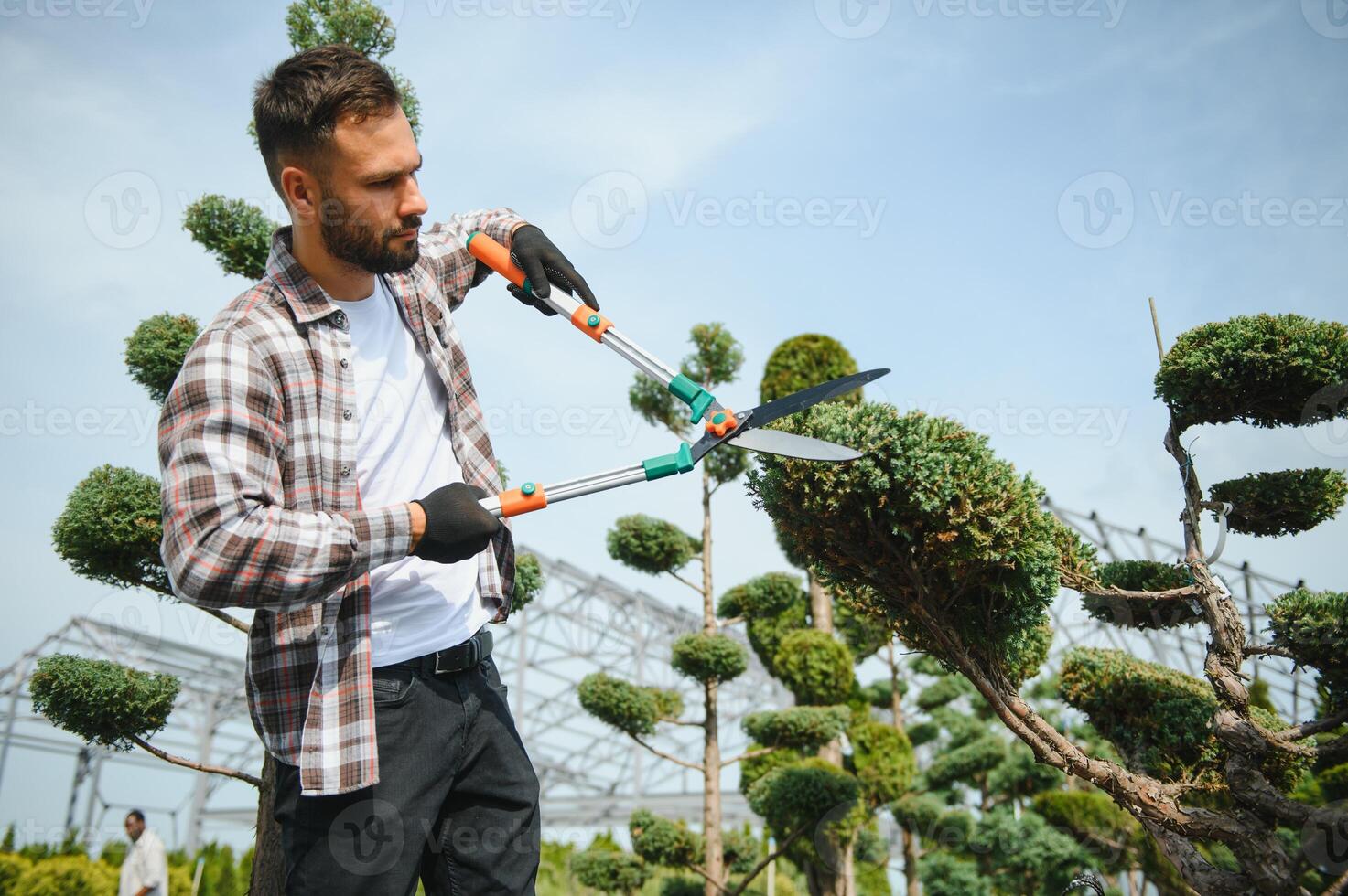 Garden Pruning Works to Maintain the Appearance of Shrubs, Bushes, Trees and Other Plants. Professional Landscaper Cutting the Overgrown Sprigs and Leaves with Garden Scissors photo